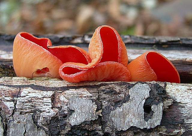 Nel  Regno  della  Jurana